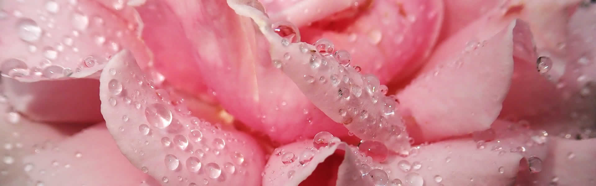 Fiori per decorazioni cimiteriali Bologna